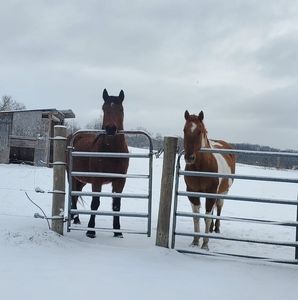 Meet your Posher, Abby